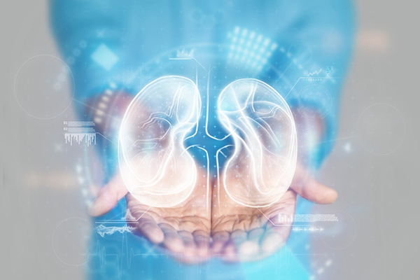 Illustration of kidneys infront of clinician's hands